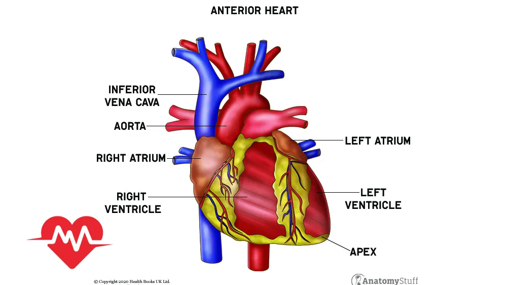 آناتومی قلب