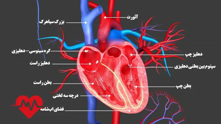 فیزیولوژی قلب