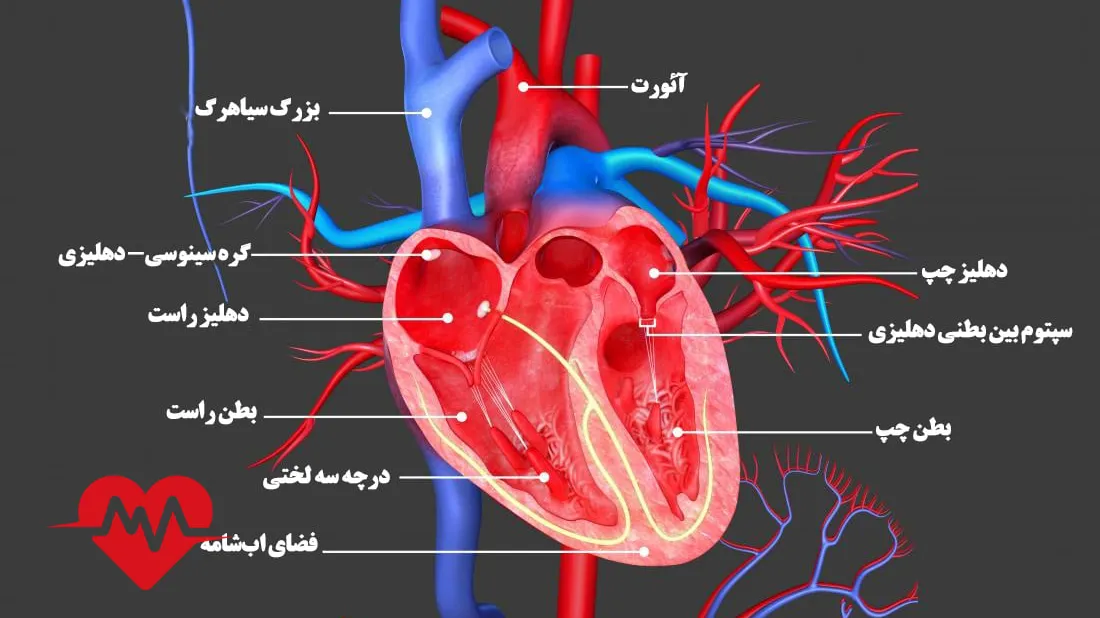 فیزیولوژی قلب