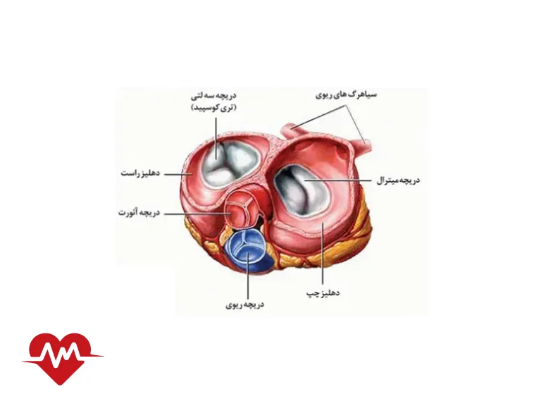 دریچه سه لتی