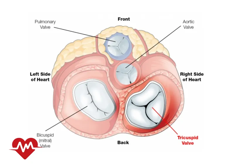 دریچه سه لتی