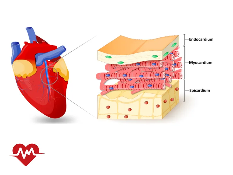آندوکارد قلب