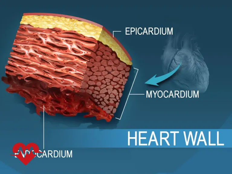 آندوکارد قلب