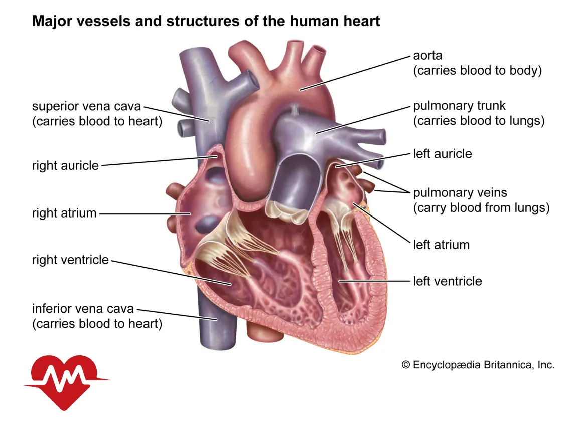 نارسایی دریچه آئورت